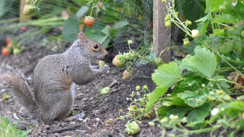 The Flavor-Packed Veggie That’s Said To Repel Garden Squirrels (& If It Really Helps)