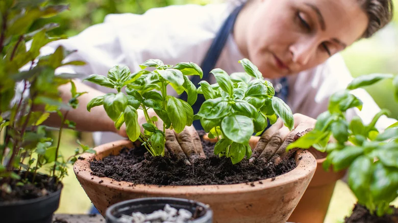 The Flavorful Companion You Should Plant With Basil For All Of Its Benefits