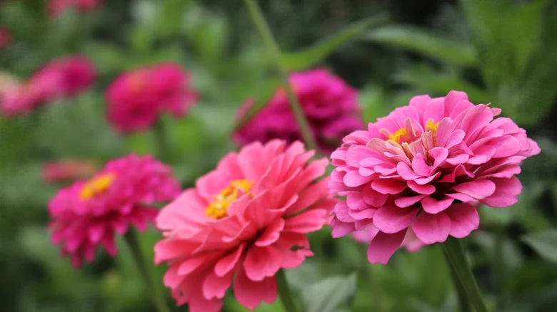 The Flavorful Herb You Should Plant Near Zinnias For All Of Its Benefits