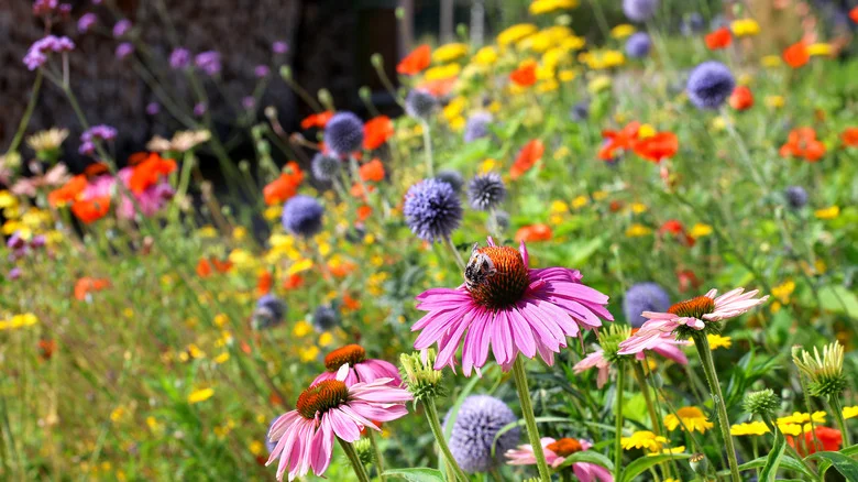 The Flower Color You Might Want To Avoid If You’re Trying To Attract Bees