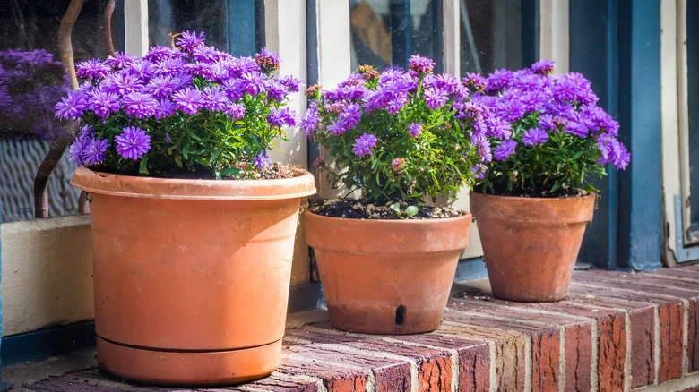 The Flower With Long-Lasting Pretty Violet Blooms That Flourishes In A Pot