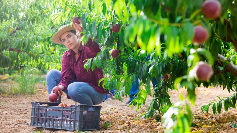 The Flowering Ground Cover That Will Help Your Fruit Trees Thrive In The Garden