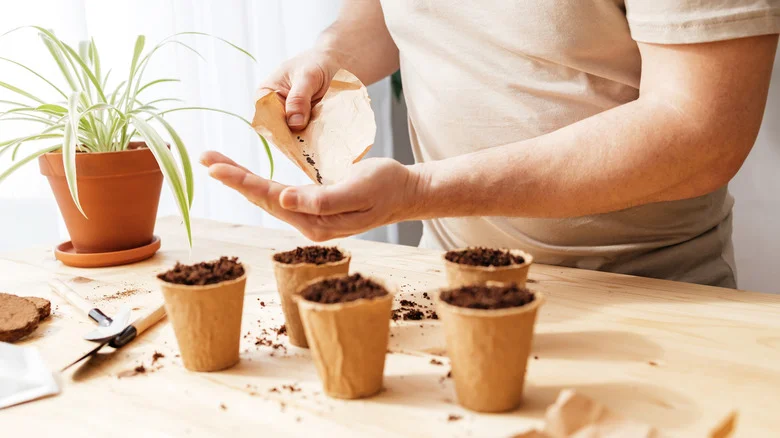 The Flowering Herb You Might Not Want To Grow From Seed