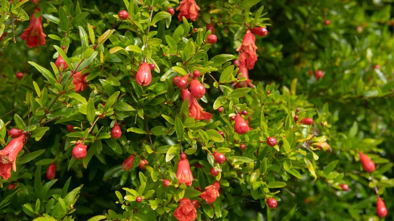The Flowering Mini Pomegranate Variety That You Can Grow In A Pot