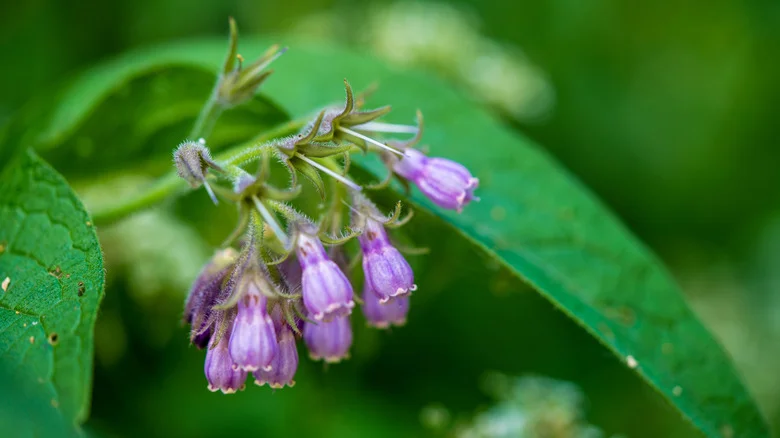 The Flowering Perennial That Makes Garden Soil Healthier