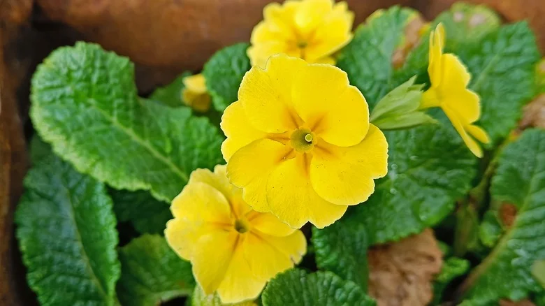 The Flowering Shrub That Adds A Pop Of Color To Your Garden In The Dead Of Winter