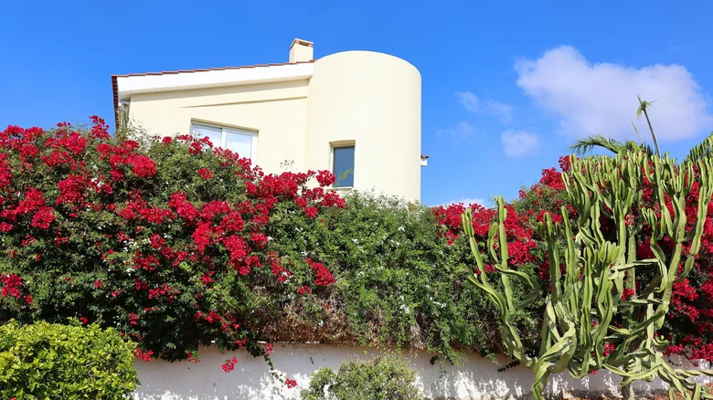The Flowering Shrub That Creates Privacy And Sends Butterflies Flocking To Your Yard