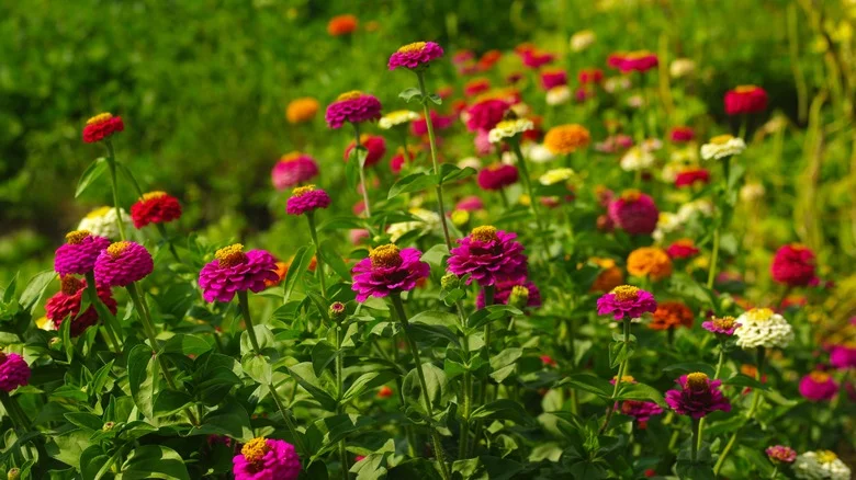 The Foolproof Test To Tell Whether Your Zinnias Are Ready To Be Cut Or Not