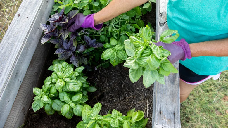 The Fragrant Flowering Companion That Will Give Your Basil A Boost In The Garden