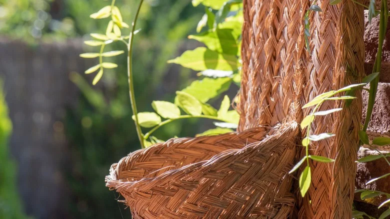 The Fragrant, Heat-Tolerant Trailing Herb You Can Grow In A Hanging Basket