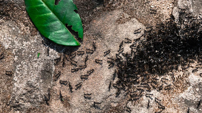The Fragrant Herb Essential Oil That Can Keep Ants Away From Your House