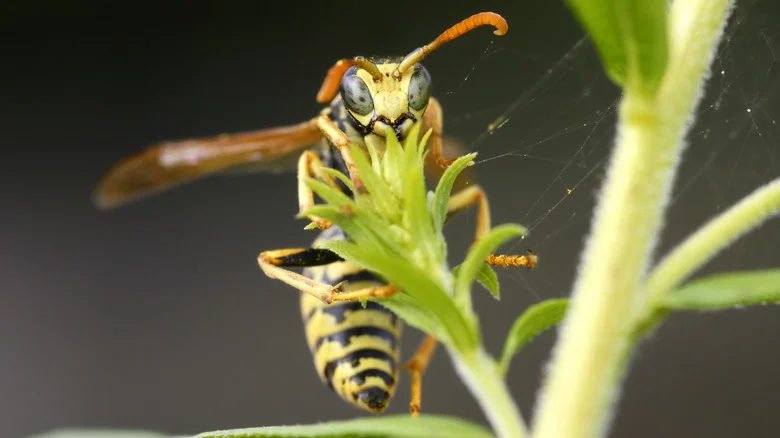 The Fragrant Herb You’ll Want To Add To Your Garden To Deter Wasps