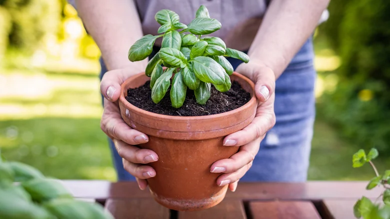 The Fragrant Herbs That Will Keep Aphids And Other Pests Off Of Your Citrus Trees