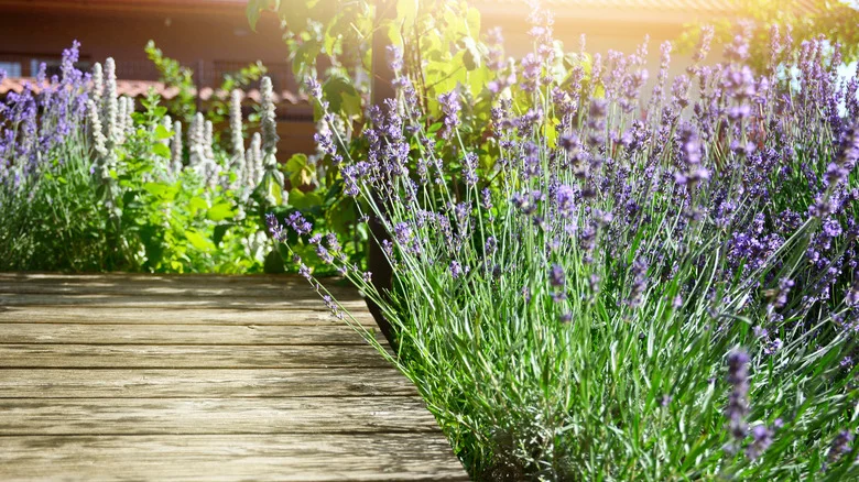 The Fragrant Lavender Look-Alike That Can Withstand Harsher Conditions