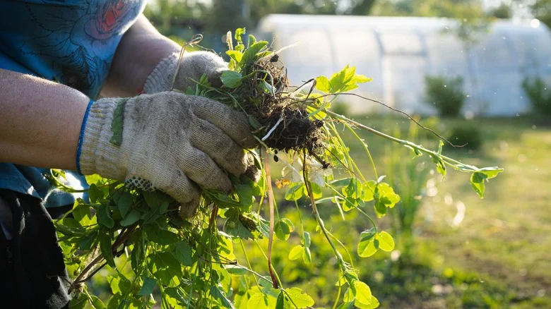 The Fragrant Plant That Can Help Stop Weeds From Taking Over Your Garden