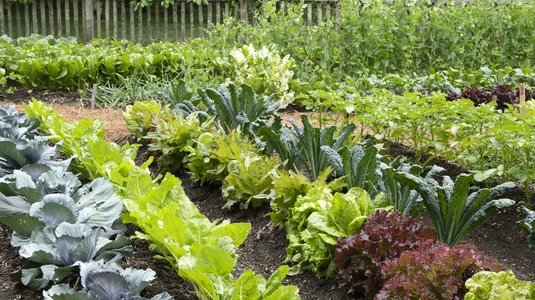 The Frameless Garden Bed Alternative That Helps You Save On Resources