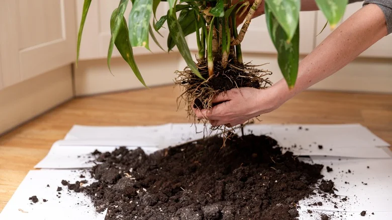 The Free Way To Get Rid Of Old Potting Soil (& Help Others In The Process)