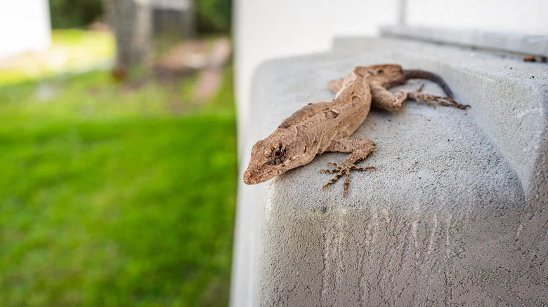The Fresh-Smelling Plant That’ll Help Keep Lizards Out Of Your Garden