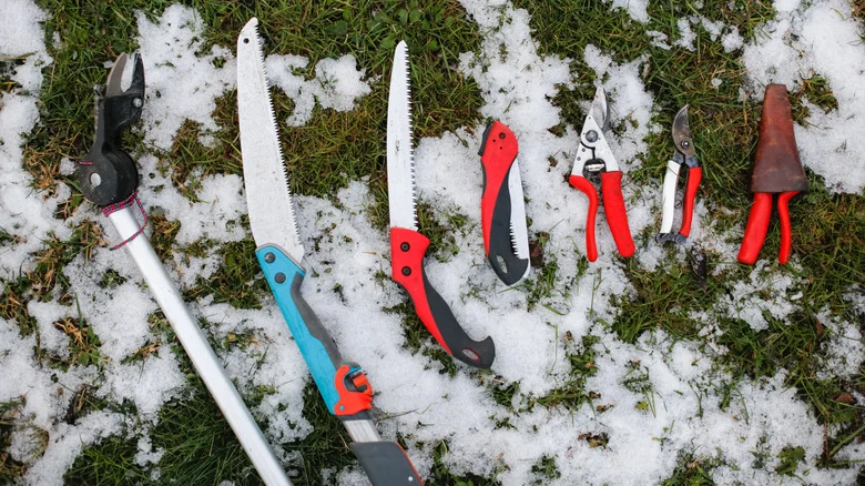 The Fruit That Should Be Pruned In Winter