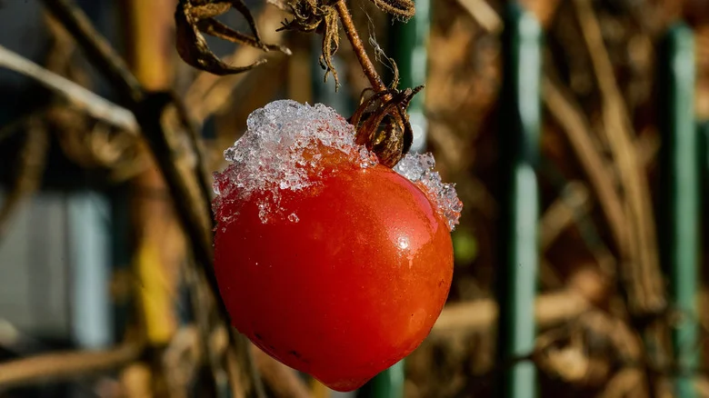 The Game-Changing Tomato Planting Technique That Yields A Longer Harvest