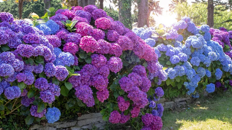 The Garden Accessory That Prevents Hydrangeas From Drooping In Heavy Rain