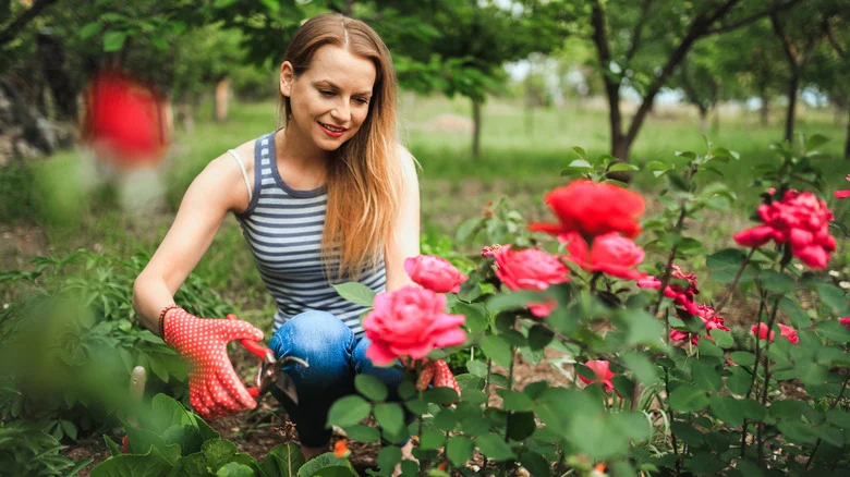 The Garden Companion Plant That Keeps Pests Far Away From Your Roses