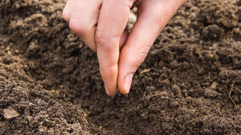 The Garden Hack That Protects Newly-Planted Seeds With A Common Kitchen Item