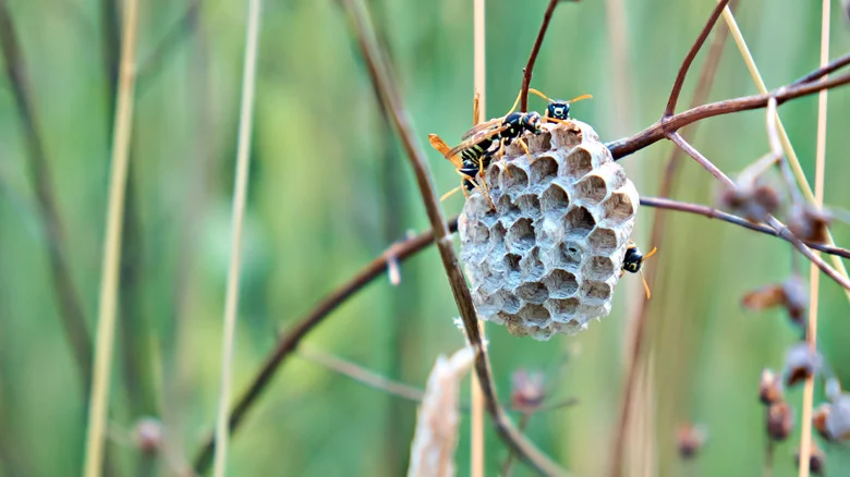 The Garden Mistake That Could Bring Wasps To Your Home