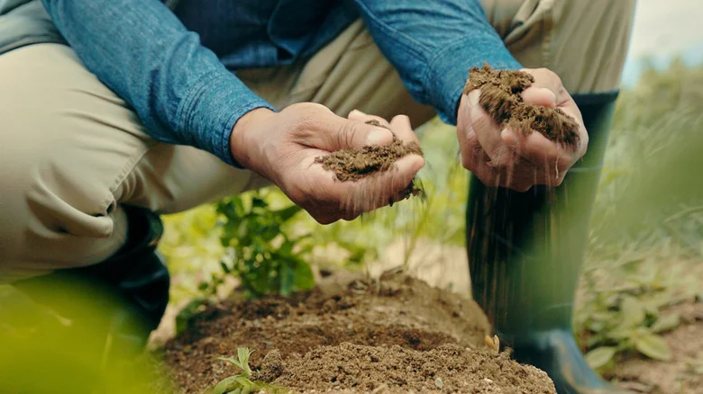The Gardening DIY You Need To Test Your Soil’s pH Levels