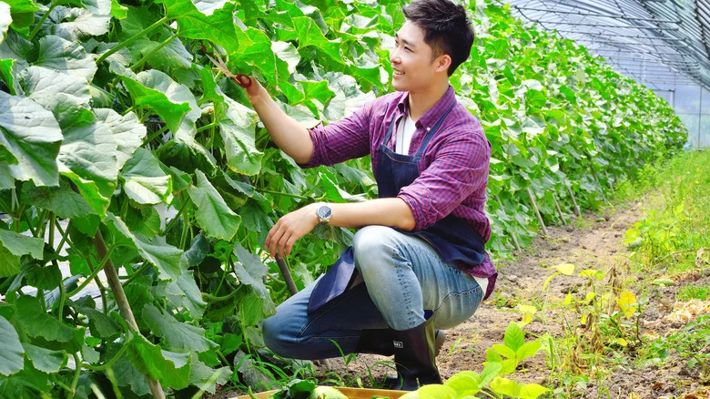 The Gardening Hack That’ll Help With Growing Melons And Other Vining Plants