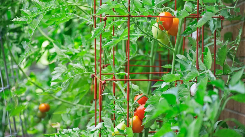 The Gardening Hack That’ll Protect You From Scratches From Tomato Cages
