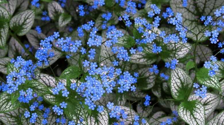The Gardening Mistake That’s Causing Leaf Scorch On Your Brunnera Plant