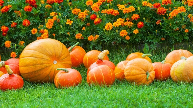 The Gardening Rule You Might Not Know That Is Hurting Your Pumpkins