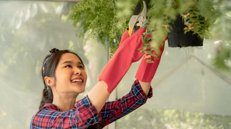 The Gardening Technique For Thinning Out Overgrown Ferns Without Killing Them