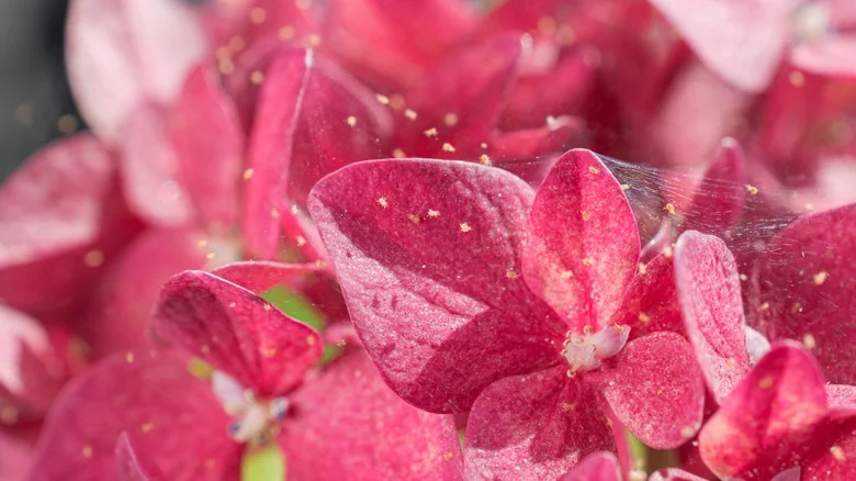 The Gardening Tip That Keeps Spider Mites From Destroying Hydrangeas
