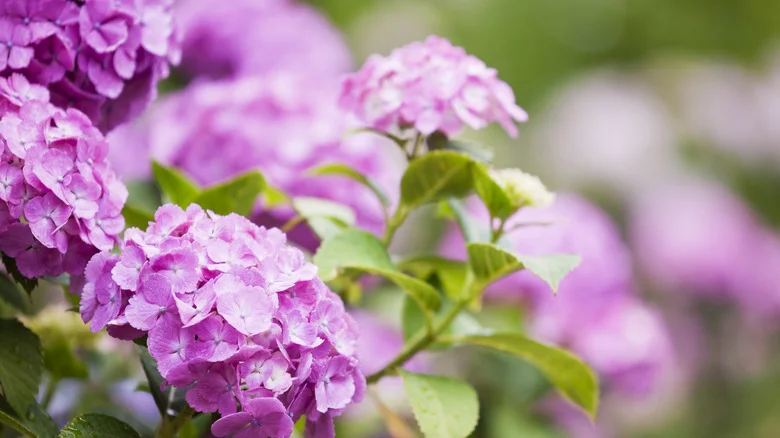 The Gardening Tip You Shouldn’t Overlook To Ensure Stunning Hydrangea Blooms