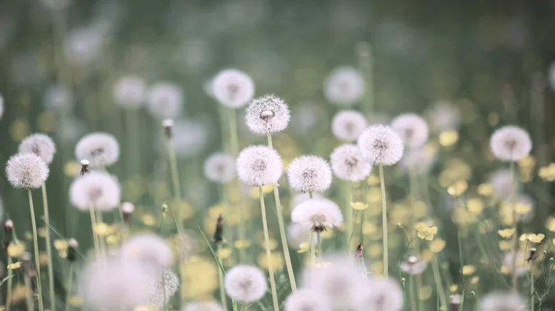 The Gardening Trick That Can Help Prevent Weeds From Taking Over Your Yard