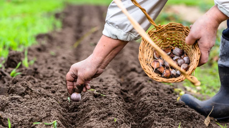 The Garlic Hack You Need To Know Before Planting In Your Garden