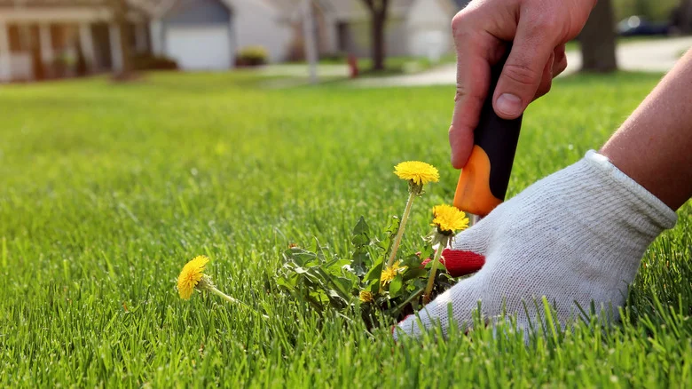 The Genius Drill Hack That Makes Pulling Weeds 10x Faster