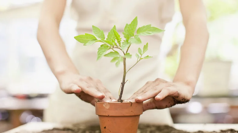The Genius Garden Fork Hack You’ll Want When Working With Seedlings