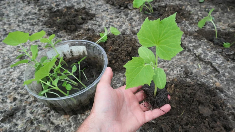 The Gentle, Weather-Resistant Zip Tie Alternative To Use On Your Climbing Plants