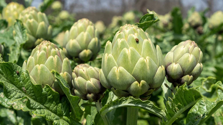 The Giant Flower That Can Make A Major Statement In Your Drab Garden