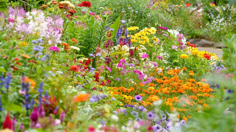 The Gorgeous And Underrated Type Of Sage That Adds A Pop Of Pink To Your Garden