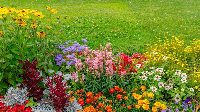 The Gorgeous Edible Flowering Plant That Might Already Be In Your Backyard