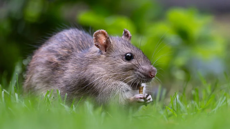 The Gorgeous Flower That Doubles As A Powerful Rat Repellent