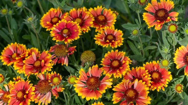 The Gorgeous Flower That Looks Fantastic Alongside Bright Indian Blanket Flowers