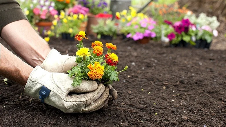 The Gorgeous Flower That’ll Keep Snakes From Lurking In Your Yard
