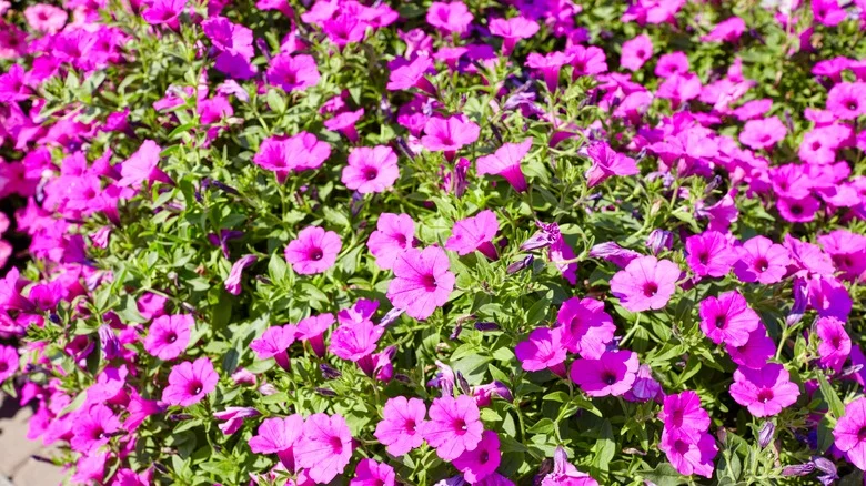 The Gorgeous Flower You’ll Want To Grow With Petunias In The Garden