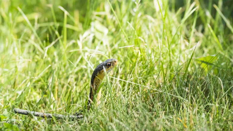 The Gorgeous Flowering Beauty That May Send Snakes Slithering From Your Garden