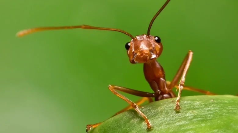 The Gorgeous Flowering Plant That’ll Keep Ants Away From Your Home And Garden